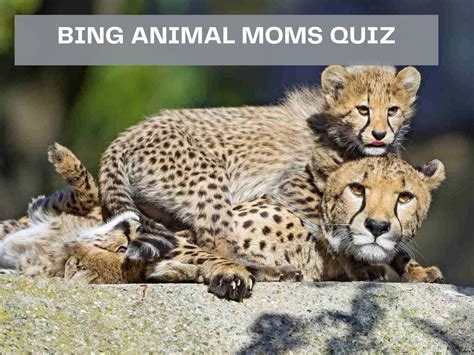 Bing Animal Moms Quiz - Test Your Knowledge on Bing Quiz