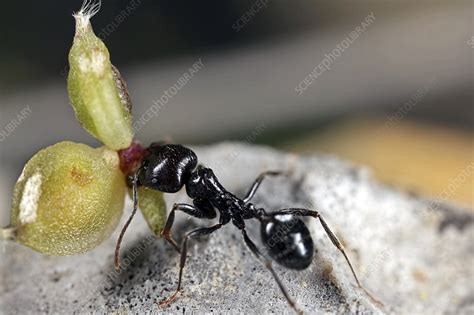 Harvester ant - Stock Image - C026/9595 - Science Photo Library