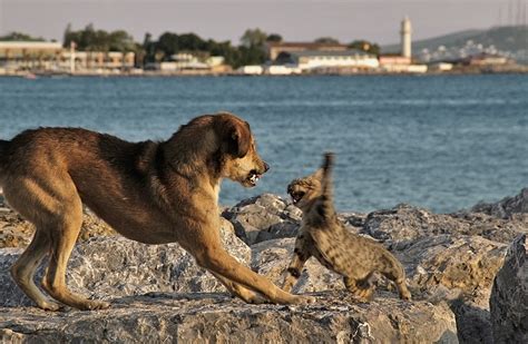 Catcontent: Katze vs. Bär & Katze vs. Hund – @GillyBerlin