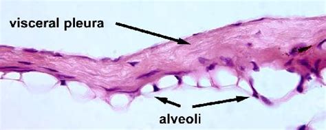 Visceral Pleura Histology