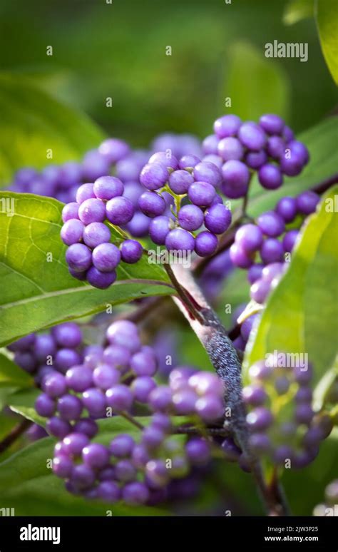 Asian beautyberry hi-res stock photography and images - Alamy