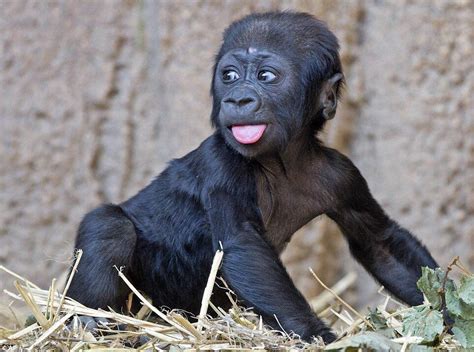 In other news, here's a photo of a baby gorilla. : r/aww