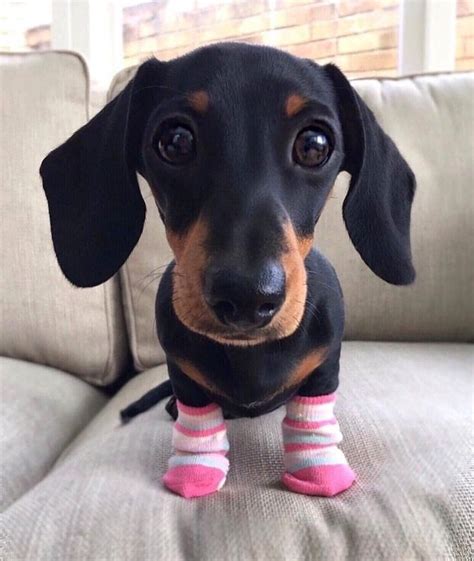 Just a Pupper wearing socks. Source: http://bit.ly/2Z8SXeT | Baby dachshund, Best puppies, Cute dogs