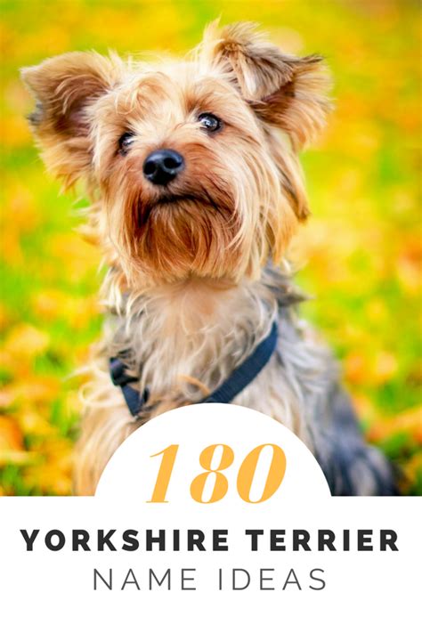 180+ Cute Yorkie Names for Your Tiny Terrier | PetHelpful