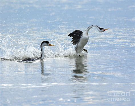 Western Grebe Mating Display Photograph by Dennis Hammer - Fine Art America