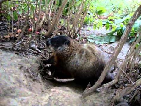 Groundhog at burrow - YouTube