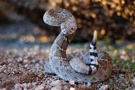 Rattlesnake Vaccination at Spring Branch Veterinary Hospital