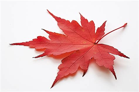 Red Maple Leaves Background, Macro, Photo, Autumn Background Image And ...