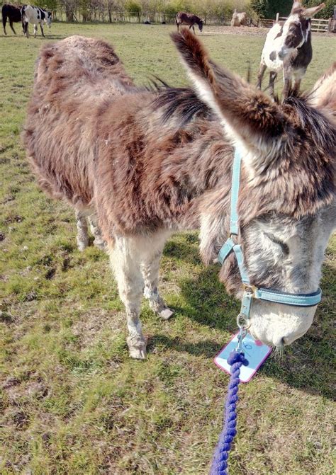 Sanctuary helped to rescue six donkeys found in poor condition - The Evesham Observer