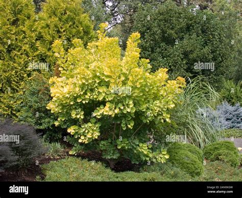 Cotinus coggygria golden spirit hi-res stock photography and images - Alamy