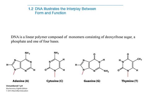 Deoxyribose Function