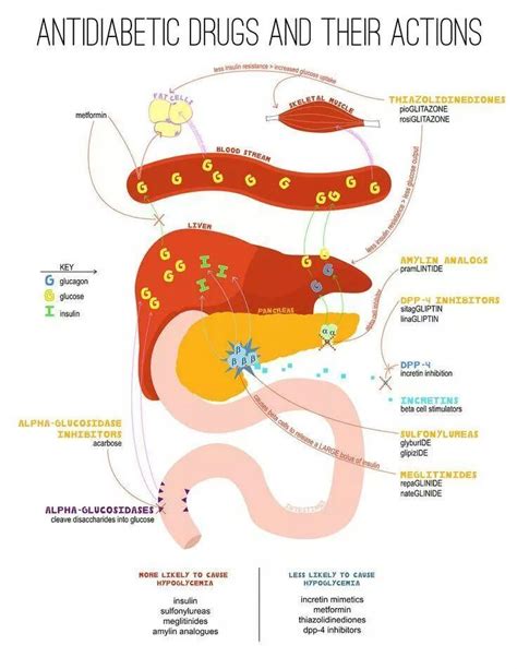 DM Rx MOA | Pharmacology nursing, Pharmacology, Nurse