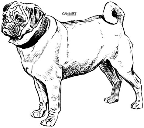 pug puppy coloring pages - Clip Art Library