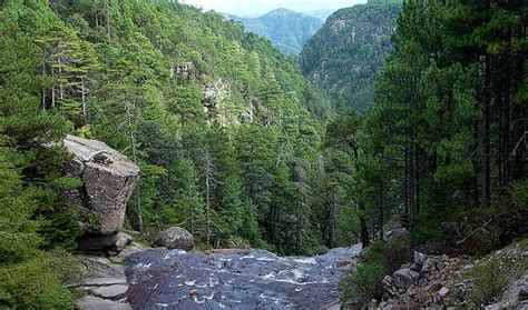 Sierra Madre Occidental Pine-Oak Forests | One Earth