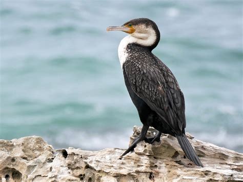 Great Cormorant - eBird