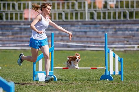 What Is Dog Agility at Emilio Rolen blog