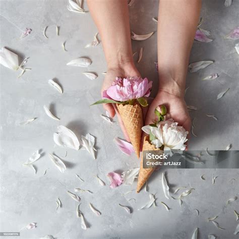 Summer Flowers Fresh Tender Pink And White Peony In A Wafer Cones With Female Hands Above A Gray ...