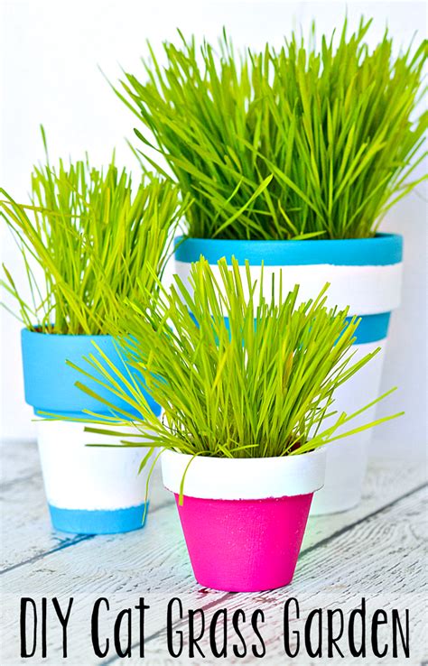 DIY Indoor Cat Grass Garden | Grasses garden, Cat grass, Diy stuffed animals