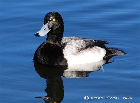 Greater Scaup Duck, | State of Tennessee, Wildlife Resources Agency