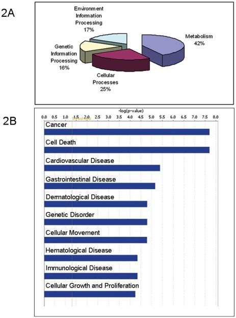 (A) Proteins were organized via KO (KEGG Orthology) using KEGG pathway ...