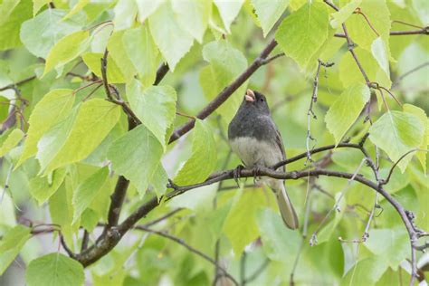 New Mexico's 5 Best Bird Watching Spots This Summer - A-Z Animals