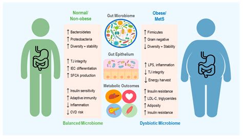 Gut Microbiota And Obesity