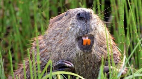 'They're aggressive': Edmonton beaver attacks prompt warning from Alberta trapper | CBC News