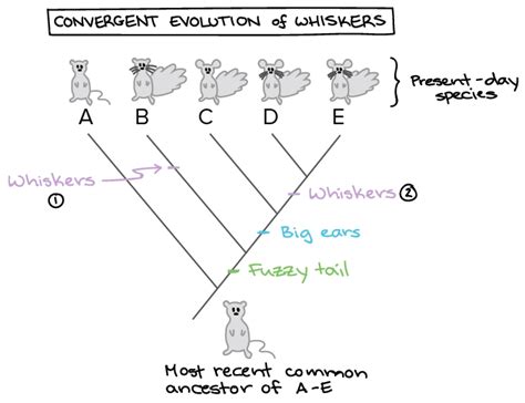 Top Notch Tips About How To Draw Phylogenetic Tree - Reasonmember