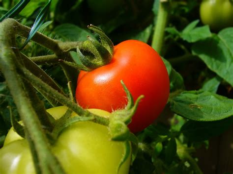 Tomato: Fruit or Vegetable | Agraz Blog