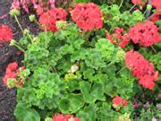 Annual Flower Trials at Bluegrass Lane, Horticulture Section, Cornell University