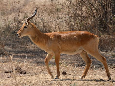 Mongolian gazelle ı Info about species and hunting