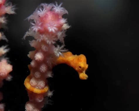 Denise's pygmy seahorse - Facts, Diet, Habitat & Pictures on Animalia.bio