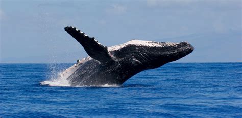 Oʻahu Whale Watching Guide: Boat tours and how to DIY