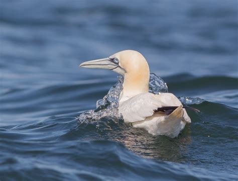 Northern Gannet | Audubon Field Guide