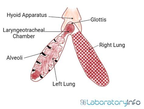 Respiratory System of Frog (Labelled diagrams) - Parts and Function