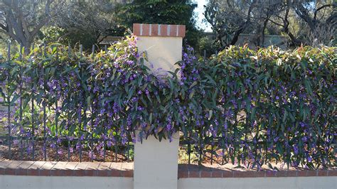 Visiting the Tucson Botanical Gardens - Fine Gardening