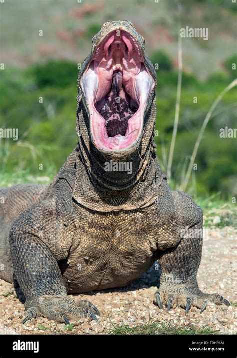 The open mouth of the Komodo dragon. Close up portrait, front view. Komodo dragon. Scientific ...