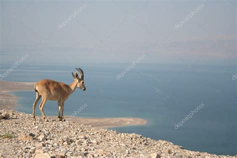 Nubian Ibex — Stock Photo © TichonJ #10223055