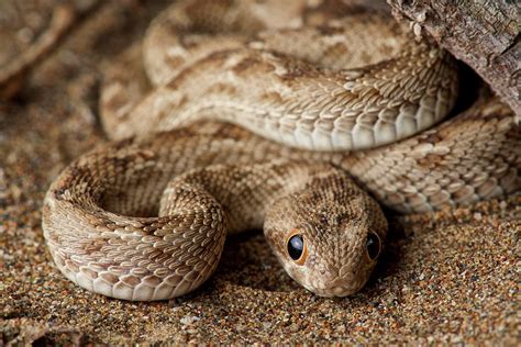 Saw-scaled Viper Juvenile Photograph by James Christensen