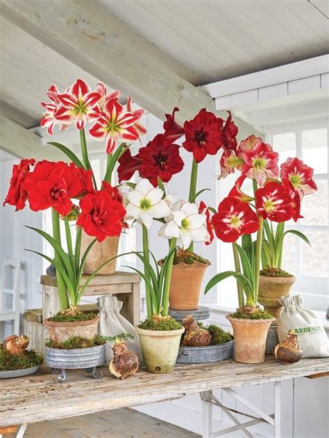 Growing Amaryllis Indoors | How to Grow Amaryllis in Pots