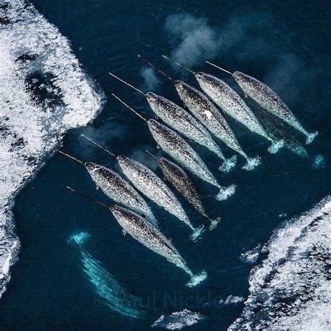 🔥 A pod of narwhal in the Arctic 🔥 : NatureIsFuckingLit | Narwhal, Marine animals, Ocean animals