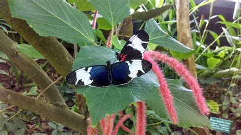 Butterfly exhibit comes to Fort Worth | wfaa.com