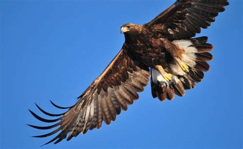 The Biggest Concentration of Breeding Golden Eagles on the Planet Is in the Vicinity of Mount ...