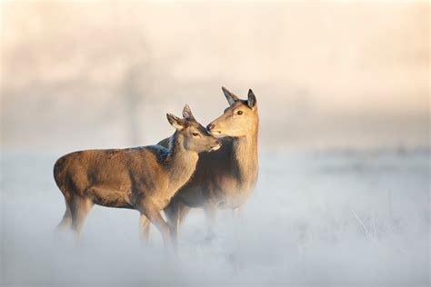 Red Deer - Deer Species - The British Deer Society