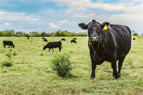 Cattle College: Herd Health, Fly Control, and Pasture Management | N.C ...