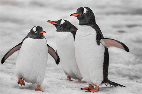 Close-up three penguins . Antarctic mountains. | Penguins, Animals wild, Animals