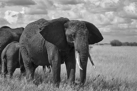 Elephant Baby Amboseli - Big Five Safari -Baby African bush elephant ...