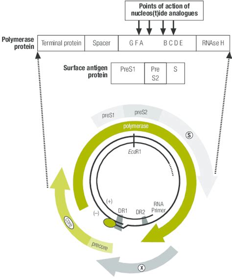 Genome structure of the hepatitis B virus showing overlapping reading ...