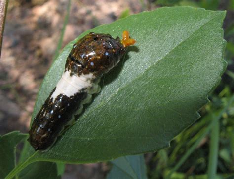 Pap: Papilio multicaudata 62 | Caterpillar insect, Caterpillar, Insects