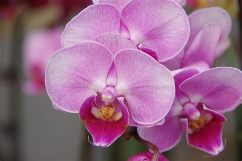 Butterfly Orchid stock image. Image of holiday, green - 85964195